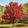 Rot-Ahorn ‘October Glory’ Hochstamm 10-12cm StU am Ballen