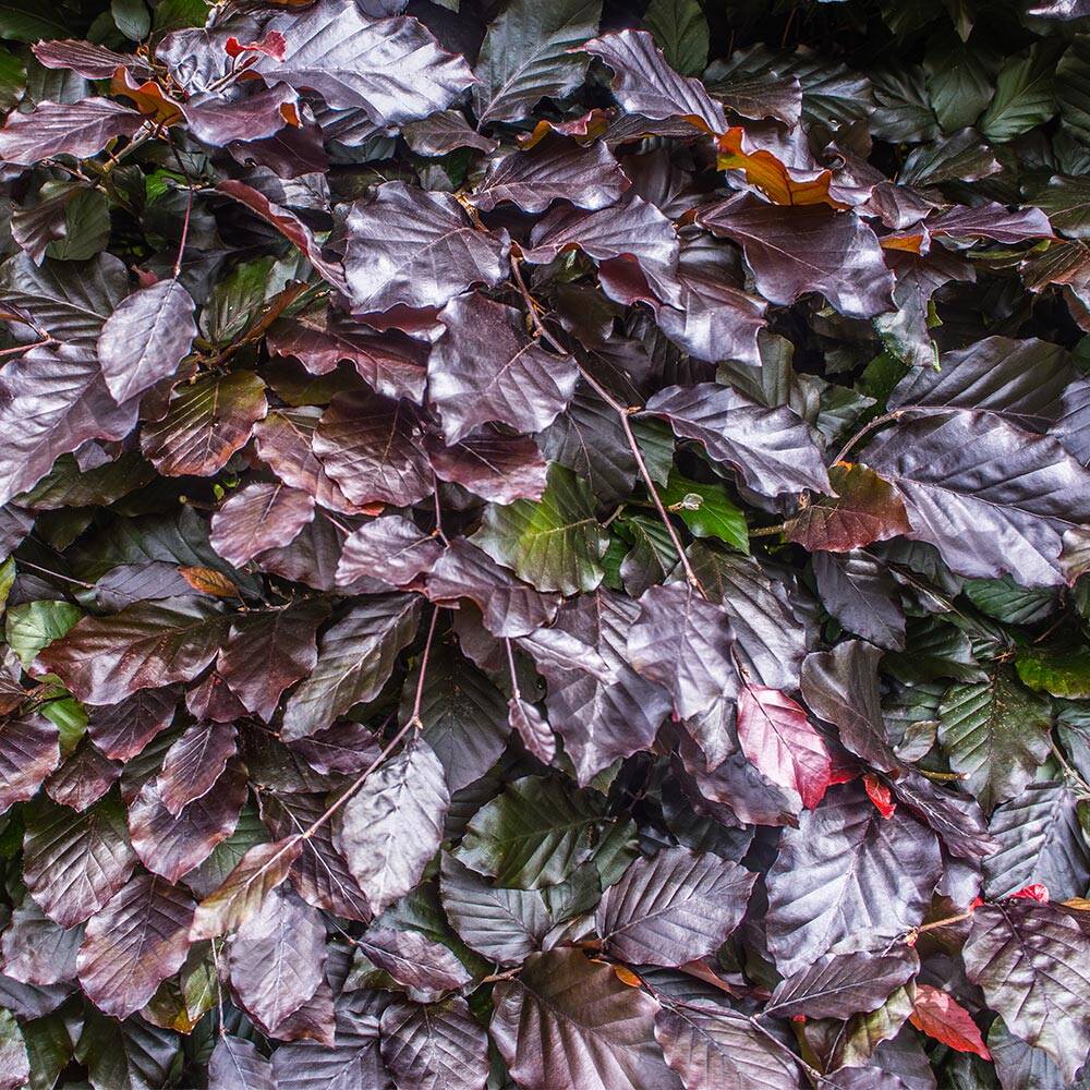 wie alt wird ein gummibaum SPECIAL OFFER Groer Gummibaum, 100cm  Green Me Up
