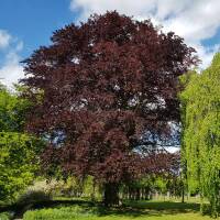 Blutbuche Atropunicea  Hochstamm | 14-16cm Stammumfang