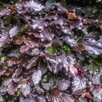 Blutbuche Atropunicea  Hochstamm | 14-16cm Stammumfang
