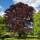 Blutbuche Atropunicea  Hochstamm | 14-16cm Stammumfang
