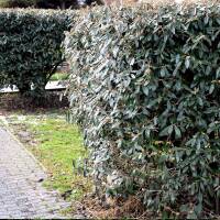 Prager Schneeball 125-150cm