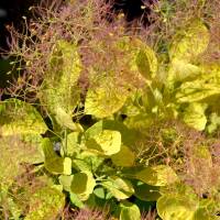 Goldgelber Per&uuml;ckenstrauch Golden Spirit&reg; 80-100cm