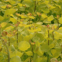 Goldgelber Per&uuml;ckenstrauch Golden Spirit&reg; 80-100cm