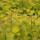 Goldgelber Perückenstrauch Golden Spirit® 80-100cm