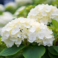 Ball-Hortensie Endless Summer® weiß 60-80cm im C3