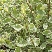 Weißer Hartriegel- Cornus alba 125-150cm mB 2v
