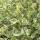 Weißer Hartriegel- Cornus alba 125-150cm mB 2v