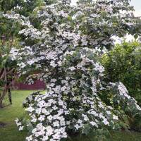 Chinesischer Blumen-Hartriegel 175-200cm Solit&auml;r am...