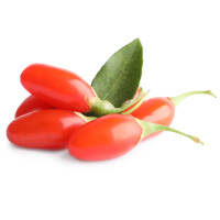 Goji-Beere im Topf