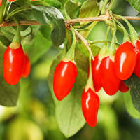 Goji-Beere im Topf