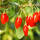 Goji-Beere im Topf