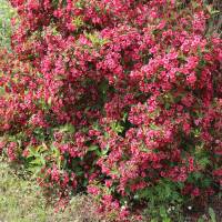 Rosa Weigelie 100-150cm am Ballen