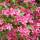 Rosa Weigelie 100-150cm am Ballen