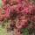 Rosa Weigelie 100-150cm am Ballen