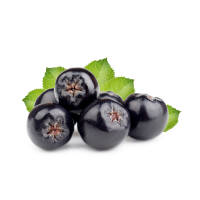 Schwarze Apfelbeere 150-175cm am Ballen