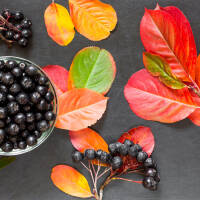 Schwarze Apfelbeere 150-175cm am Ballen