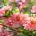 Japanische Zierquitte Pink Lady 60-80cm im Topf
