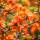 Japanische Zierquitte Orange Trail 60-80cm im Topf