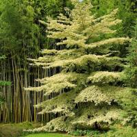Pagoden-Hartriegel  Variegata 150-175cm Solitär am...