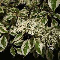 Pagoden-Hartriegel  Variegata 150-175cm Solitär am...