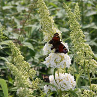 Schmetterlingsstrauch White Profusion 60-70cm