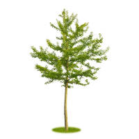 F&auml;cherblattbaum | Ginkgo 80-100cm im Co