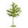 Fächerblattbaum | Ginkgo Hochstamm | Stammumfang 10-12cm