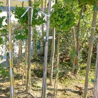 Kugel-Ginkgobaum Mariken Stammhöhe 100cm im Co
