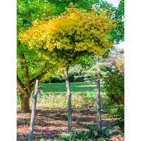 Kugel-Ginkgobaum Mariken Stammhöhe 100cm im Co