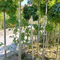 Kugel-Ginkgobaum Mariken Stammhöhe 150cm im Co