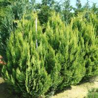 Scheinzypresse 'Alumigold' 150-175cm am Ballen online bestellen, 96,80