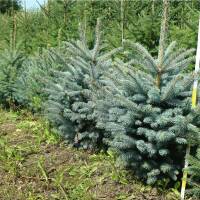 Blaue Stechfichte 80-100cm am Ballen