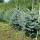 Blaue Stechfichte 80-100cm am Ballen