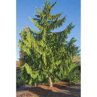 Hängezypresse Pendula 150-175cm am Ballen