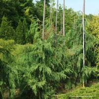 Hängezypresse Pendula 150-175cm am Ballen