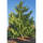 Hängezypresse Pendula 150-175cm am Ballen