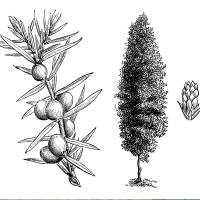 Irischer Säulen- Wacholder Solitär 200-250cm