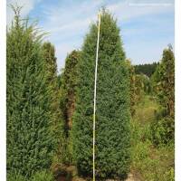 Irischer Säulen- Wacholder Solitär 200-250cm