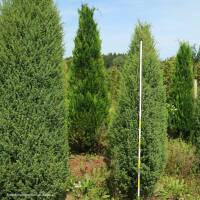 Irischer Säulen- Wacholder Solitär 200-250cm