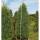 Irischer Säulen- Wacholder Solitär 200-250cm