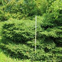 Nest-Fichte Nidiformis 150-175cm Solitär am Ballen