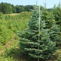 Nobilis-Tanne Solitär 175-200cm am Ballen