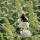 Schmetterlingsstrauch White Profusion 100-125cm