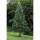 Mammutbaum 80-100cm am Ballen