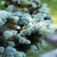 Zwerg-Blaufichte Glauca Globosa 150-175cm Solitär am...