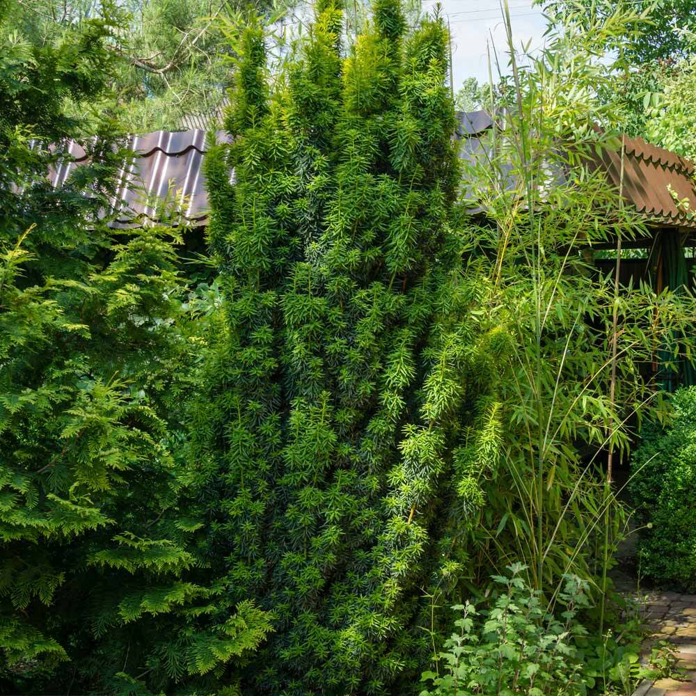 goldfruchtpalme geht ein Goldfruchtpalme XL | Dypsis