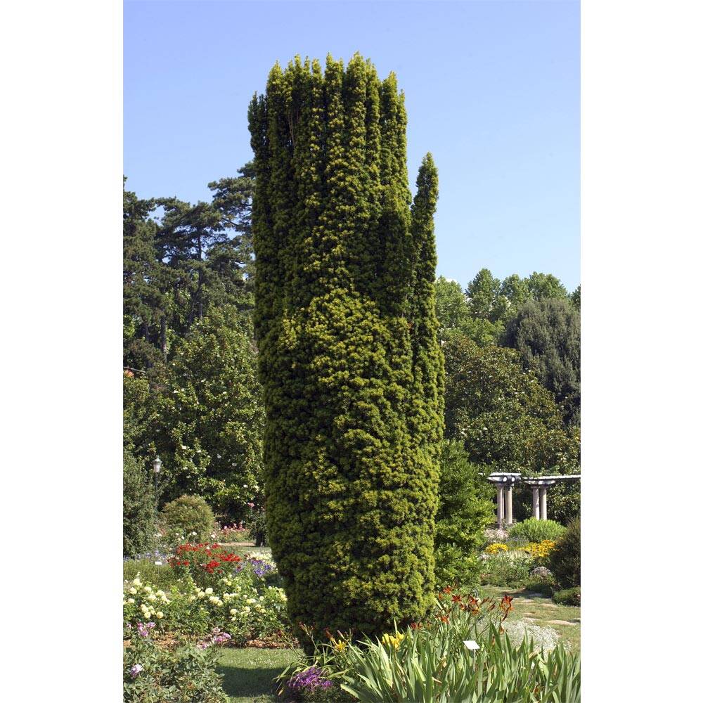 Goldsulen-Eibe 'Fastigiata Aurea' 125-150cm Solitr am Ballen online,  148,10