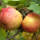 Apfel Topaz Halbstamm | 8-10cm Stammumfang am Ballen