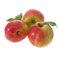 Apfel Gravensteiner Busch am Ballen